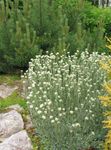 Flores de jardín Antennaria, El Pie De Gato, Antennaria dioica blanco Foto, descripción y cultivo, cultivación y características