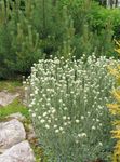 Antennaria, Kattens Mund