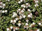 Flores de jardín Arcterica, Arcterica nana, Makino blanco Foto, descripción y cultivo, cultivación y características