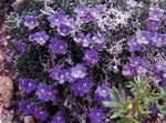 púrpura Flor Ártico No Me Olvides, Alpine Forget-Me-Not características y Foto