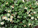 Садовые Цветы Эритрихиум (Незабудочник), Eritrichium белый Фото, описание и выращивание, выращивание и характеристика