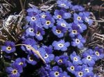 Flores de jardín Ártico No Me Olvides, Alpine Forget-Me-Not, Eritrichium azul Foto, descripción y cultivo, cultivación y características