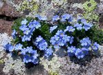 Flores de jardín Ártico No Me Olvides, Alpine Forget-Me-Not, Eritrichium azul claro Foto, descripción y cultivo, cultivación y características