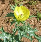 yellow Flower Argemona characteristics and Photo