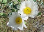 bílá Květina Argemona charakteristiky a fotografie