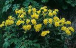 yellow Flower Arnebia characteristics and Photo