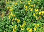 yellow Flower Arnica characteristics and Photo