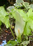Aias Lilli Arum Italicum roheline Foto, kirjeldus ja kultiveerimine, kasvav ja omadused
