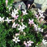 Баштенске Цветови Асперула, Asperula розе фотографија, опис и култивација, растуће и карактеристике