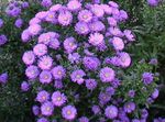 lilac Flower Aster characteristics and Photo