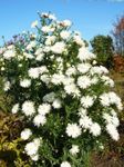 ბაღის ყვავილები Aster თეთრი სურათი, აღწერა და გაშენების, იზრდება და მახასიათებლები