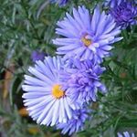 light blue Flower Aster characteristics and Photo