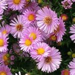 ბაღის ყვავილები Aster ვარდისფერი სურათი, აღწერა და გაშენების, იზრდება და მახასიათებლები