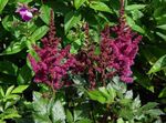 burgundy Flower Astilbe, False Goat's Beard, Fanal characteristics and Photo