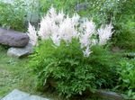 I fiori da giardino Astilbe, La Barba Falso Di Capra, Fanal bianco foto, descrizione e la lavorazione, la coltivazione e caratteristiche