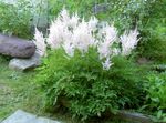 Have Blomster Astilbe, Falsk Ged Skæg, Fanal hvid Foto, beskrivelse og dyrkning, voksende og egenskaber