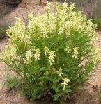 Flores de jardín Astrágalo, Astragalus amarillo Foto, descripción y cultivo, cultivación y características