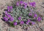 Flores de jardín Astrágalo, Astragalus púrpura Foto, descripción y cultivo, cultivación y características