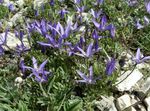 Dārza Ziedi Asyneuma zils Foto, apraksts un audzēšana, augošs un raksturlielumi