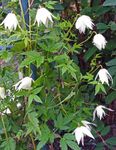 bílá Květina Atragene, Malý-Květovaný Plamének charakteristiky a fotografie