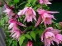 růžový Květina Atragene, Malý-Květovaný Plamének charakteristiky a fotografie