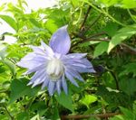 světle modrá Květina Atragene, Malý-Květovaný Plamének charakteristiky a fotografie