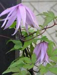 庭の花 Atragene、小花の咲くクレマチス ライラック フォト, 説明 と 栽培, 成長 と 特性