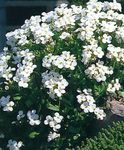 Flores de jardín Aubrieta, Berro De Roca blanco Foto, descripción y cultivo, cultivación y características