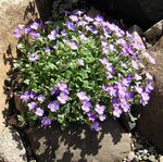 Garden Flowers Aubrieta, Rock Cress lilac Photo, description and cultivation, growing and characteristics