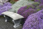 Dārza Ziedi Aubrieta, Rock Kreses ceriņi Foto, apraksts un audzēšana, augošs un raksturlielumi