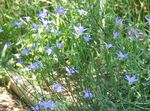 light blue Flower Australian Bluebell, Tall Bluebell characteristics and Photo