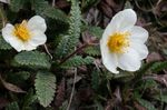 Kerti Virágok Avens, Dryas fehér fénykép, leírás és termesztés, növekvő és jellemzők