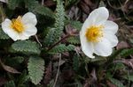 庭の花 ダイコンソウ, Dryas ホワイト フォト, 説明 と 栽培, 成長 と 特性