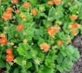 orange Flower Avens, Geum characteristics and Photo
