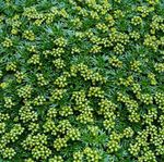 зелен Цвет Азорелла, Иарета карактеристике и фотографија