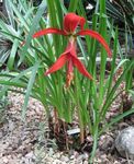 Aztec Lily, Jakobinske Lilje
