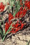  Flor Babuíno, Babiana, Gladiolus strictus, Ixia plicata vermelho foto, descrição e cultivo, crescente e características