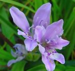  Flor Babuino, Babiana, Gladiolus strictus, Ixia plicata azul claro Foto, descripción y cultivo, cultivación y características