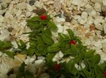 црвено Цвет Беба Сунросе, Хеартлеаф Ице Плант карактеристике и фотографија
