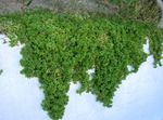 Садовыя Кветкі Аптения, Aptenia чырвоны фота, апісанне і вырошчванне, вырошчванне і характарыстыка