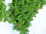 Trädgårdsblommor Bebis Sunrose, Heartleaf Is Växt, Aptenia röd Fil, beskrivning och uppodling, odling och egenskaper