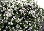 blanc Fleur Bacopa (Sutera) les caractéristiques et Photo