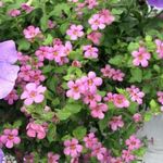 Zahradní květiny Bacopa (Sutera) růžový fotografie, popis a kultivace, pěstování a charakteristiky