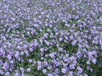 Λουλούδια κήπου Bacopa (Sutera) γαλάζιο φωτογραφία, περιγραφή και καλλιέργεια, φυτοκομεία και χαρακτηριστικά
