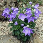 Balloon Flower, Chinese Bellflower, Platycodon lilac Photo, description and cultivation, growing and characteristics