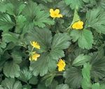 Záhradné kvety Neplodná Jahoda, Waldsteinia ternata. žltá fotografie, popis a pestovanie, pestovanie a vlastnosti