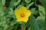 Garden Flowers Bartonia aurea yellow Photo, description and cultivation, growing and characteristics