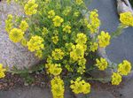 Garden Flowers Basket of Gold, Alyssum yellow Photo, description and cultivation, growing and characteristics