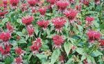 Hage blomster Bee Balsam, Vill Bergamott, Monarda rød Bilde, beskrivelse og dyrking, voksende og kjennetegn