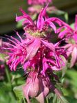 Hage blomster Bee Balsam, Vill Bergamott, Monarda rosa Bilde, beskrivelse og dyrking, voksende og kjennetegn